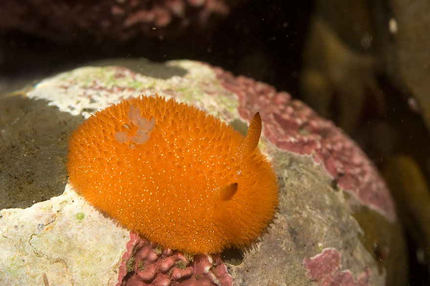 curiosas-babosas-marinas-nudibranquios (10)