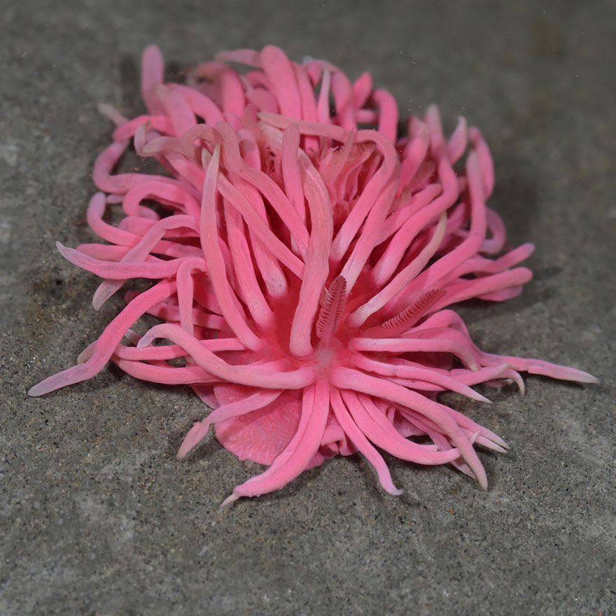 curiosas-babosas-marinas-nudibranquios (11)