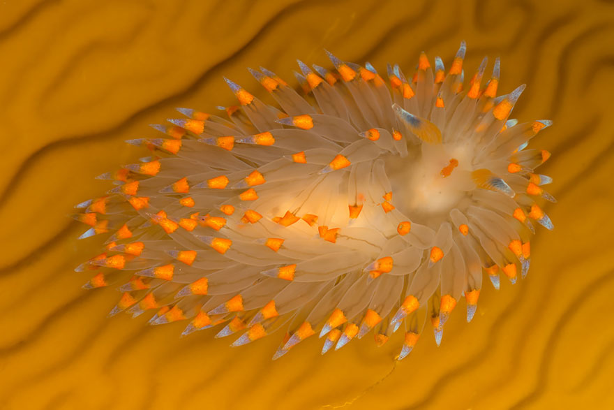 curiosas-babosas-marinas-nudibranquios (12)