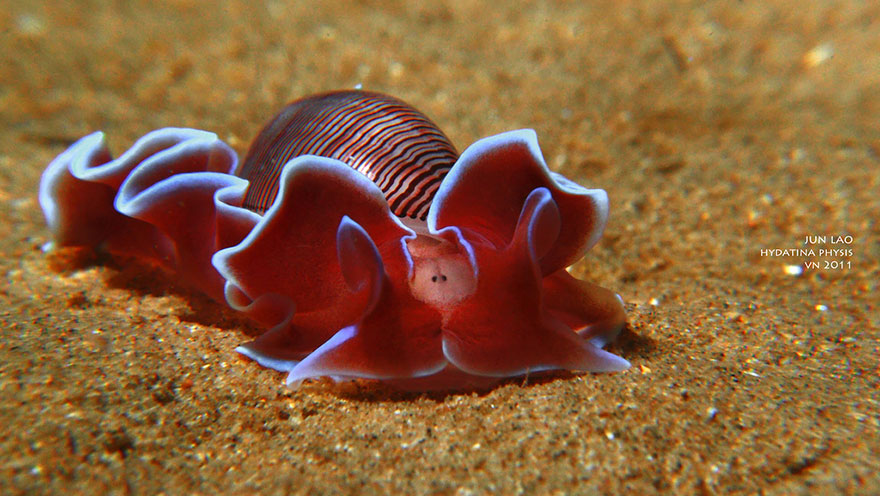 curiosas-babosas-marinas-nudibranquios (13)