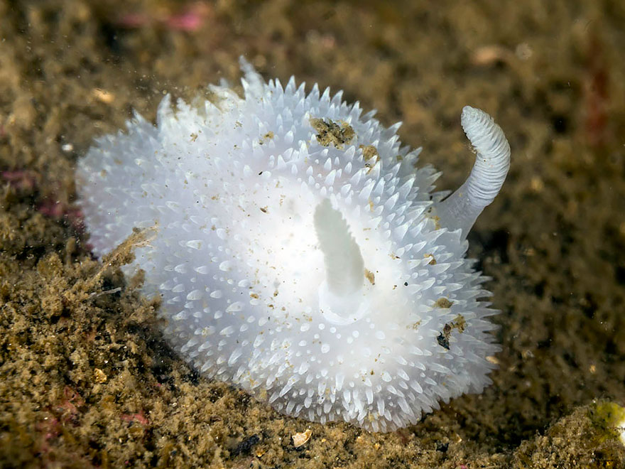 curiosas-babosas-marinas-nudibranquios (15)