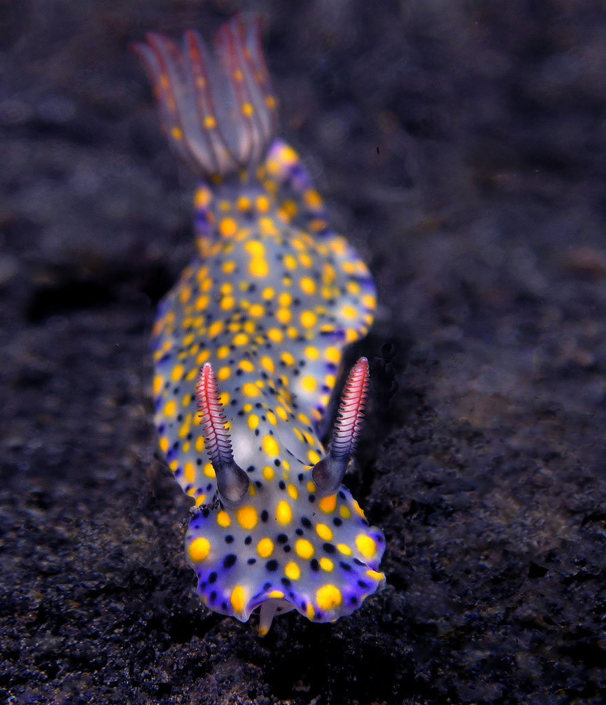 curiosas-babosas-marinas-nudibranquios (16)