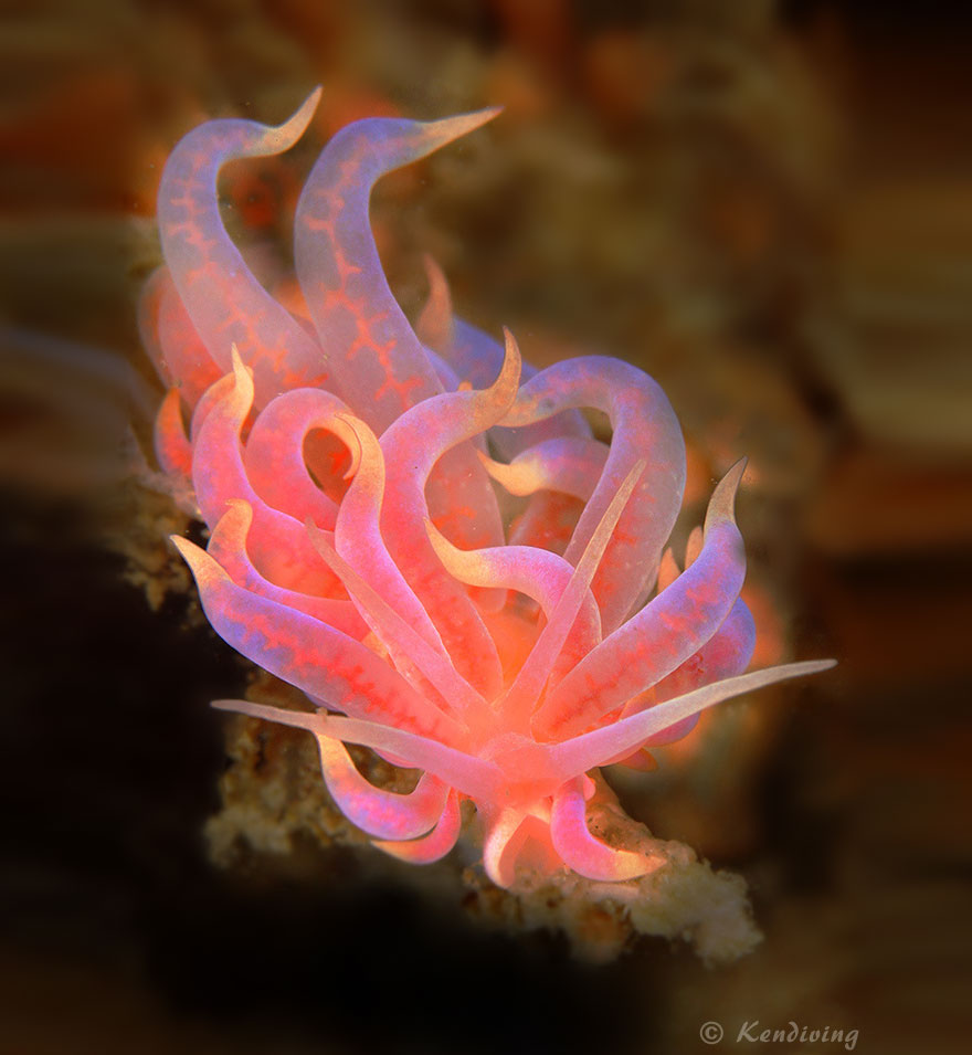 curiosas-babosas-marinas-nudibranquios (17)