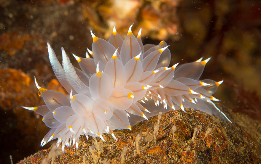 curiosas-babosas-marinas-nudibranquios (2)