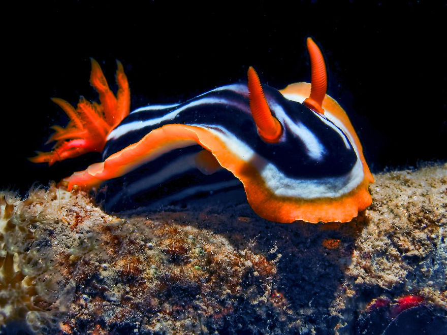 curiosas-babosas-marinas-nudibranquios (20)