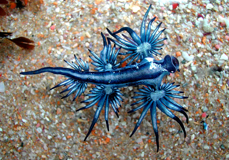 curiosas-babosas-marinas-nudibranquios (3)