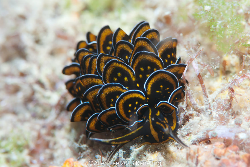 curiosas-babosas-marinas-nudibranquios (4)