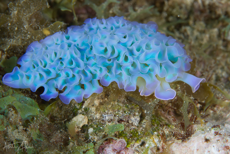 curiosas-babosas-marinas-nudibranquios (5)