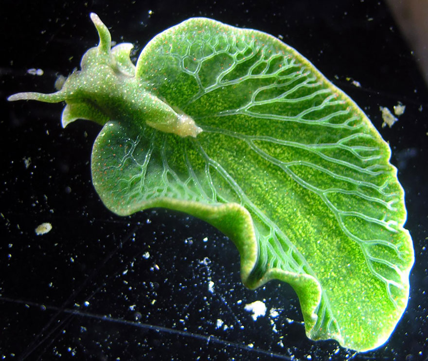 curiosas-babosas-marinas-nudibranquios (6)