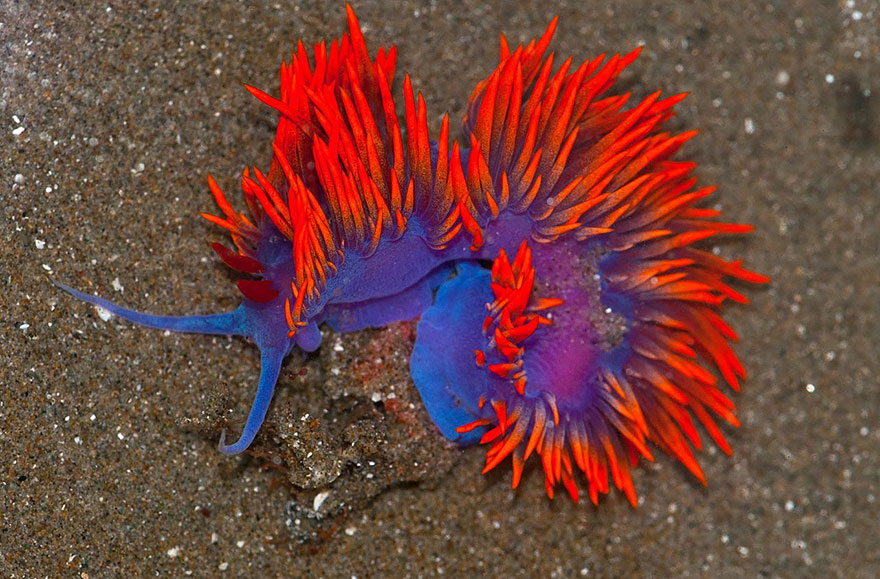 curiosas-babosas-marinas-nudibranquios (7)