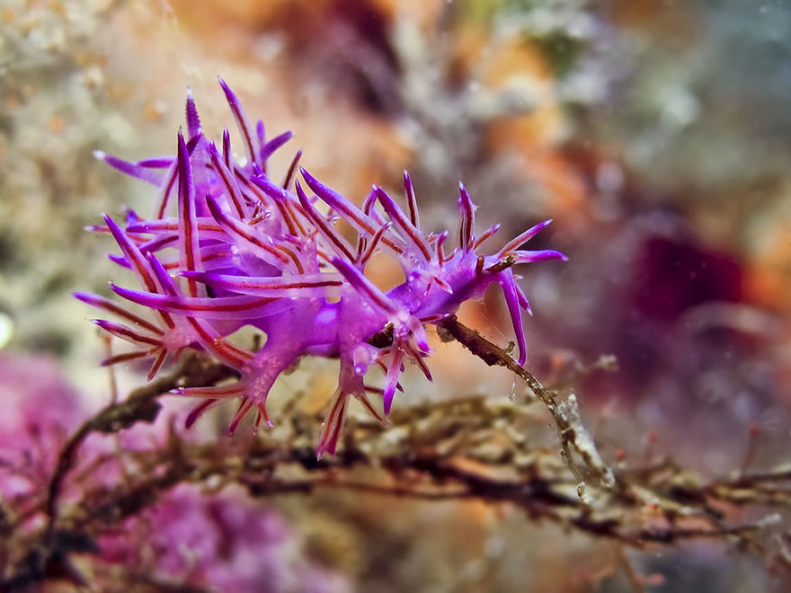 curiosas-babosas-marinas-nudibranquios (8)