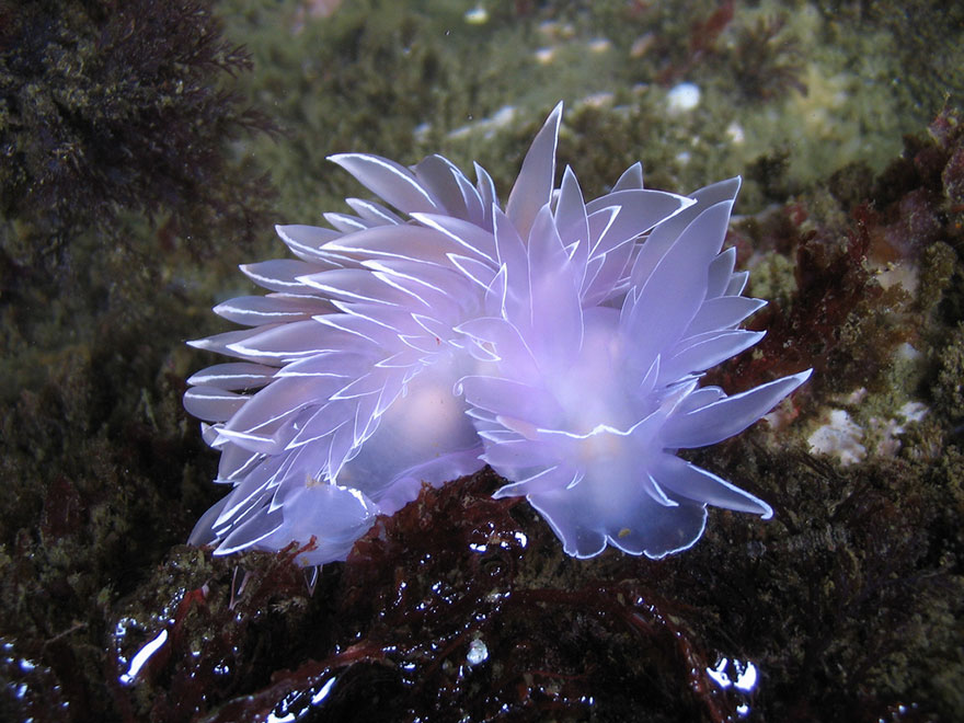 curiosas-babosas-marinas-nudibranquios (9)