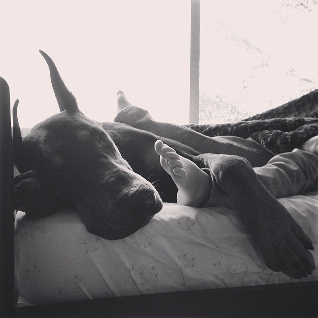 cutie-beast-nina-siena-perro-doberman-buddha (13)