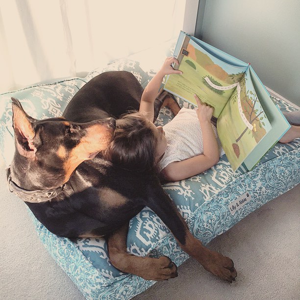 cutie-beast-nina-siena-perro-doberman-buddha (16)