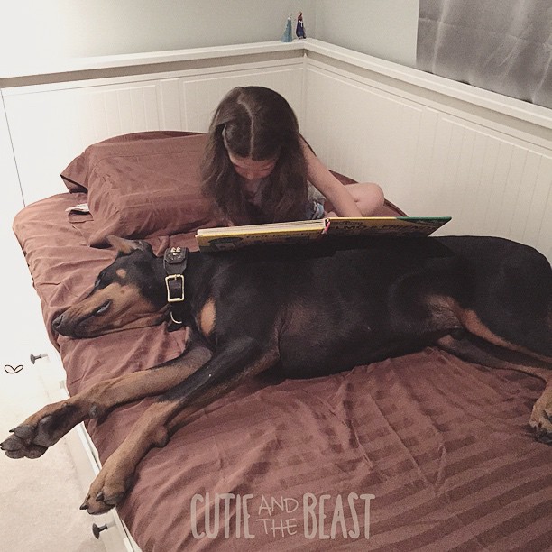 cutie-beast-nina-siena-perro-doberman-buddha (17)
