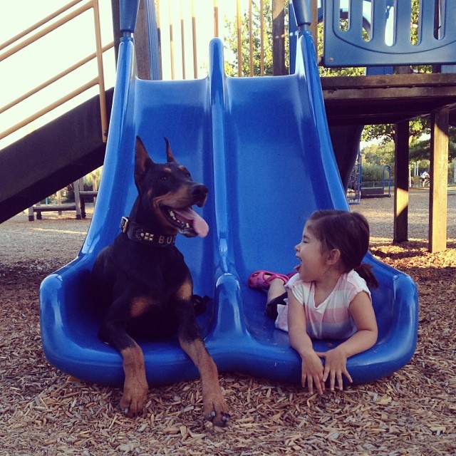 cutie-beast-nina-siena-perro-doberman-buddha (2)