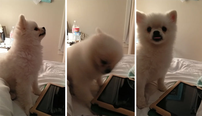 Este pomeranio tiene el estornudo más adorable que existe (¡míralo con sonido!)