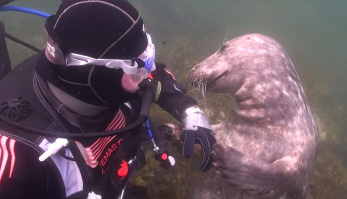 Esta foca le pidió a un buceador que le rascara la barriga igual que un perro