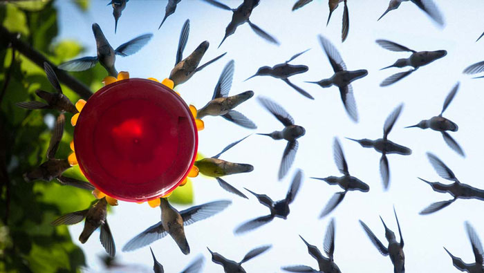 Este tecnólogo colocó un espejo bajo un comedero de colibríes para grabar su actividad durante horas