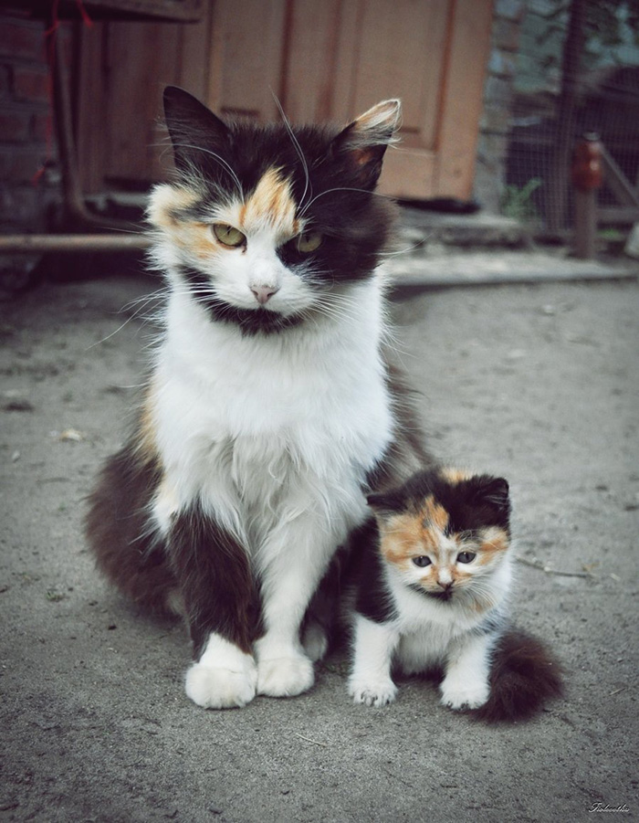fotos-familia-gatos-gatitos (10)