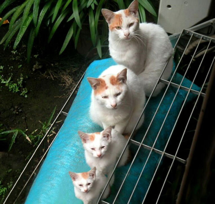 fotos-familia-gatos-gatitos (2)