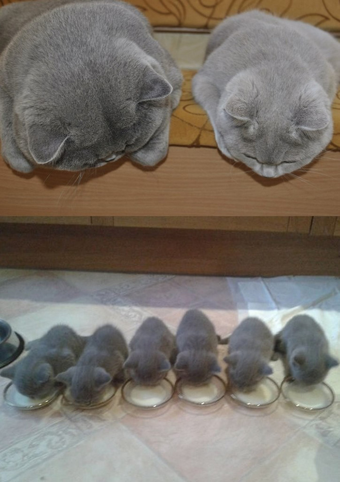 fotos-familia-gatos-gatitos (21)