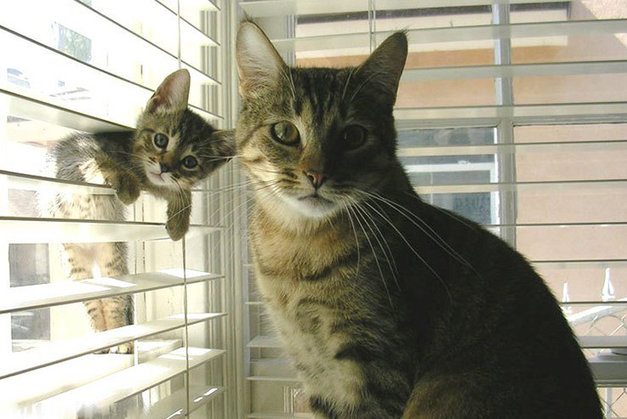 fotos-familia-gatos-gatitos (3)