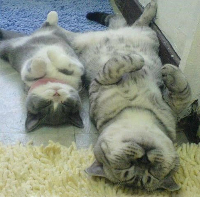 fotos-familia-gatos-gatitos (32)