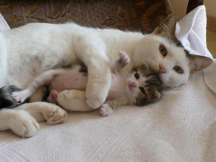 fotos-familia-gatos-gatitos (37)