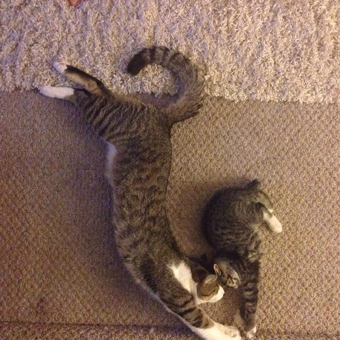 fotos-familia-gatos-gatitos (39)