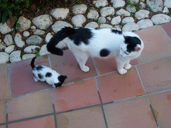 fotos-familia-gatos-gatitos (4)