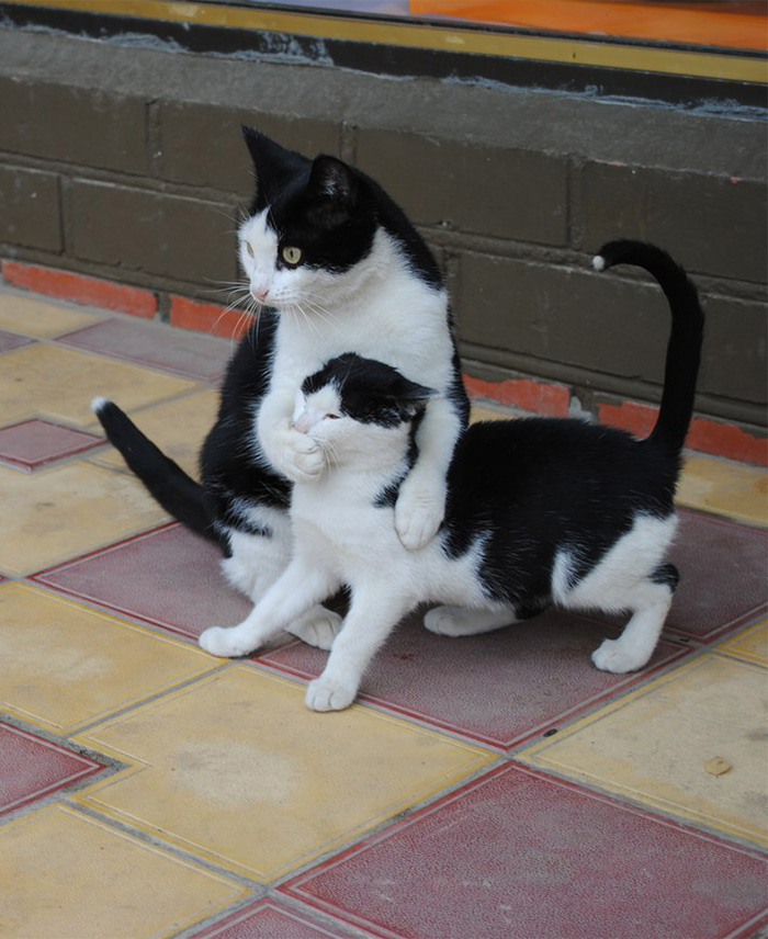 fotos-familia-gatos-gatitos (46)