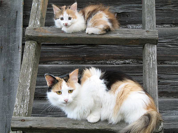 fotos-familia-gatos-gatitos (5)