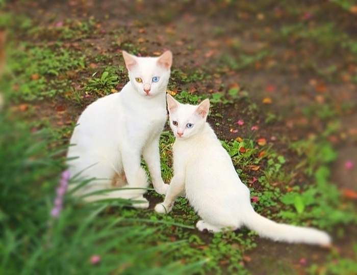 fotos-familia-gatos-gatitos (6)
