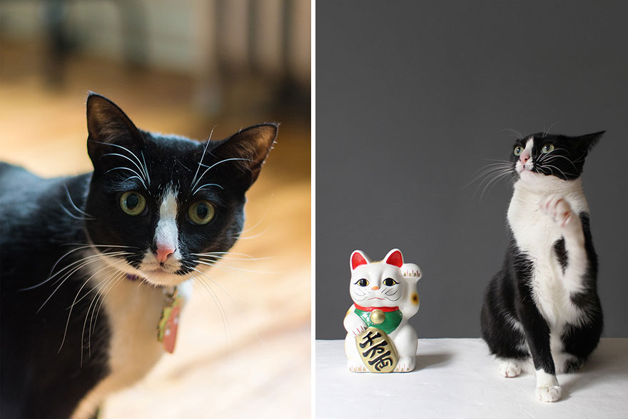 fotos-gatos-celebres-instagram-duenos-eeuu-meow-quarterly (15)