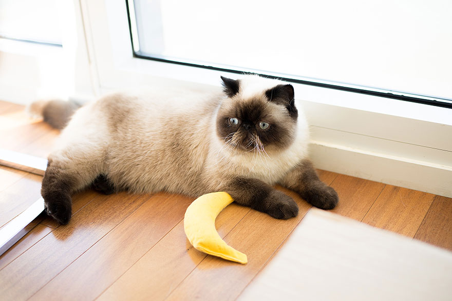 fotos-gatos-celebres-instagram-duenos-eeuu-meow-quarterly (16)