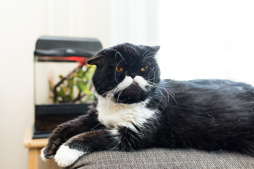 fotos-gatos-celebres-instagram-duenos-eeuu-meow-quarterly (17)