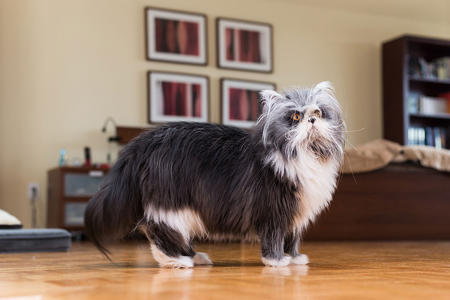 fotos-gatos-celebres-instagram-duenos-eeuu-meow-quarterly (18)