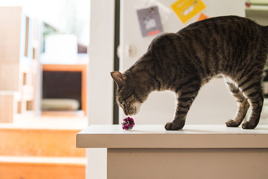 fotos-gatos-celebres-instagram-duenos-eeuu-meow-quarterly (19)
