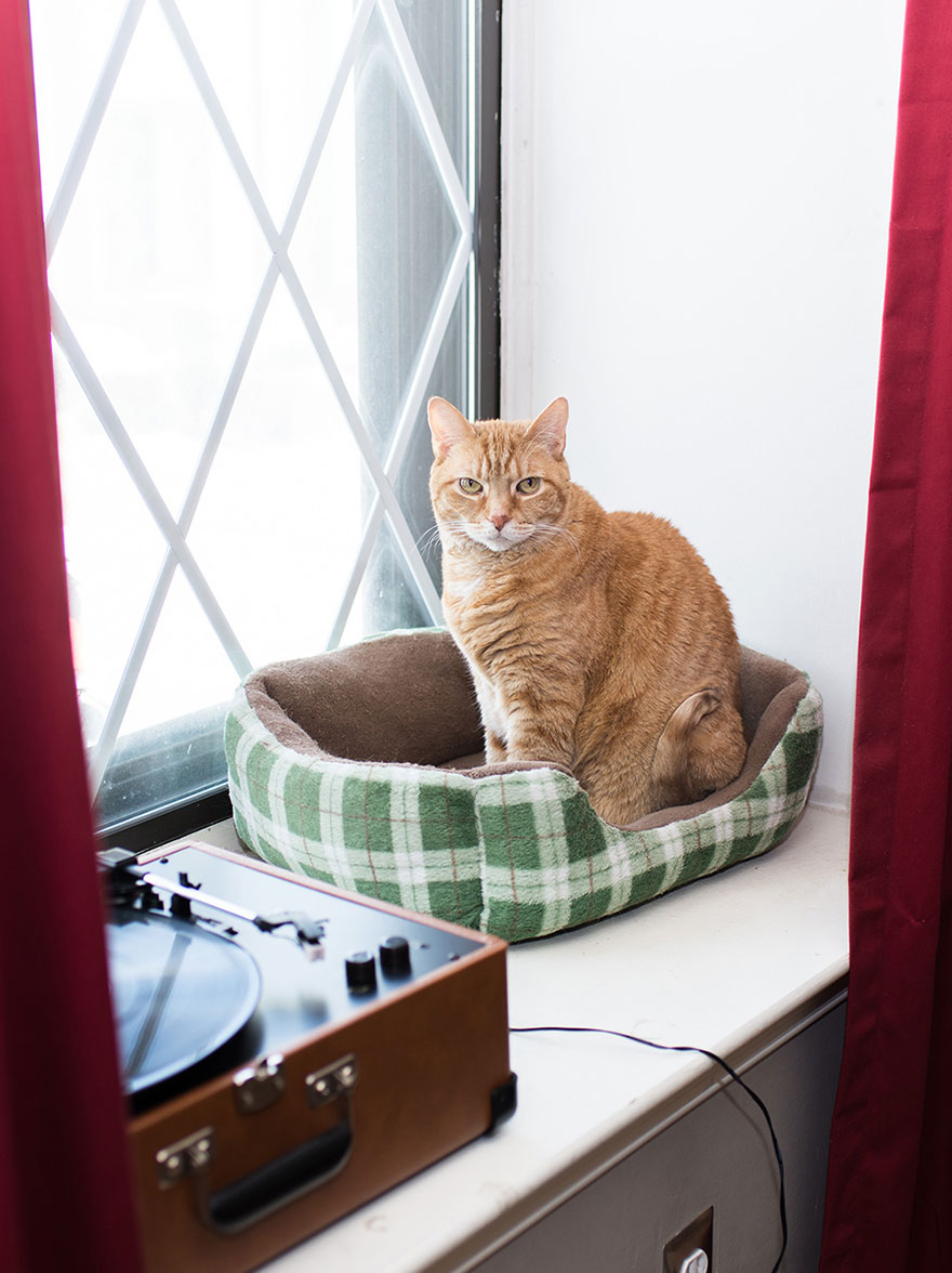 fotos-gatos-celebres-instagram-duenos-eeuu-meow-quarterly (20)