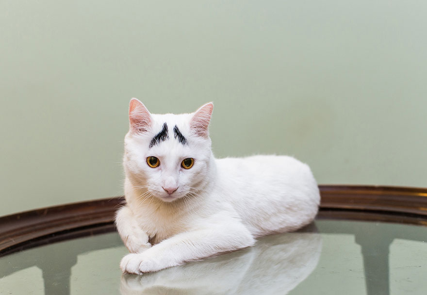 fotos-gatos-celebres-instagram-duenos-eeuu-meow-quarterly (21)