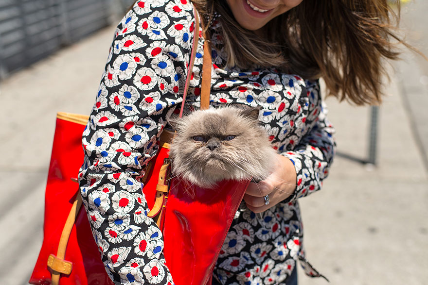 fotos-gatos-celebres-instagram-duenos-eeuu-meow-quarterly (22)