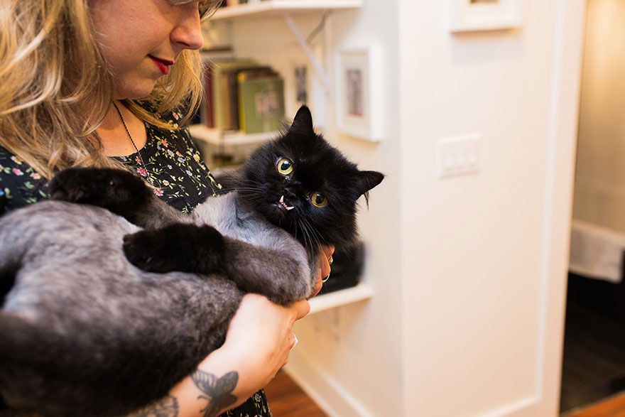 fotos-gatos-celebres-instagram-duenos-eeuu-meow-quarterly (23)