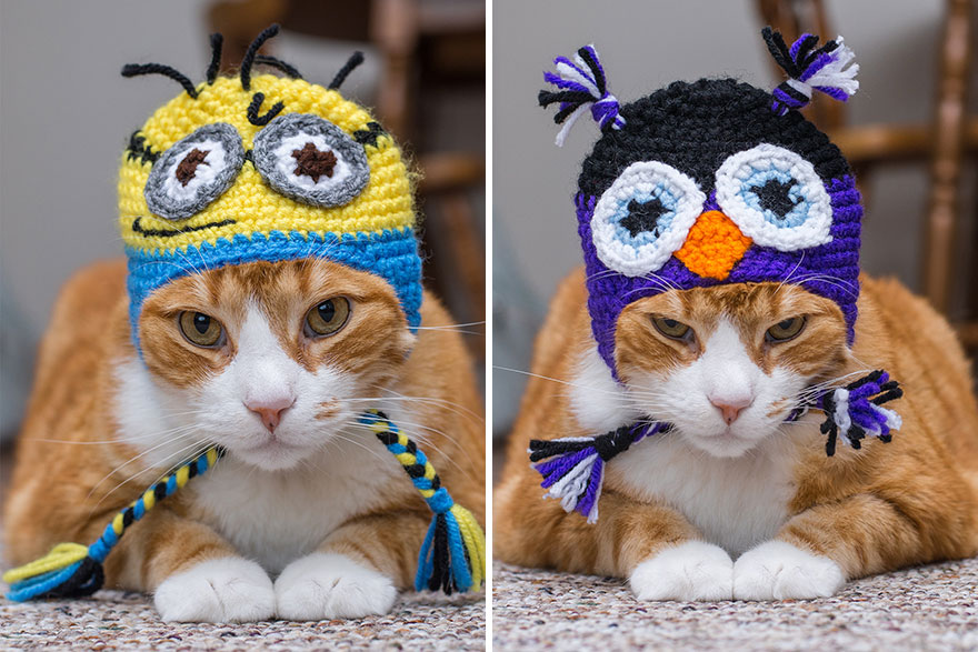 fotos-gatos-celebres-instagram-duenos-eeuu-meow-quarterly (24)
