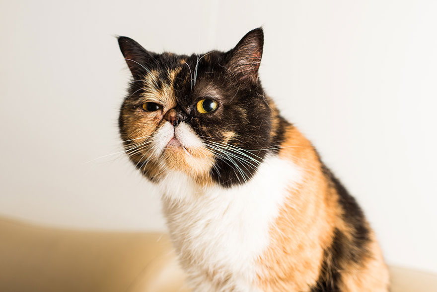 fotos-gatos-celebres-instagram-duenos-eeuu-meow-quarterly (25)