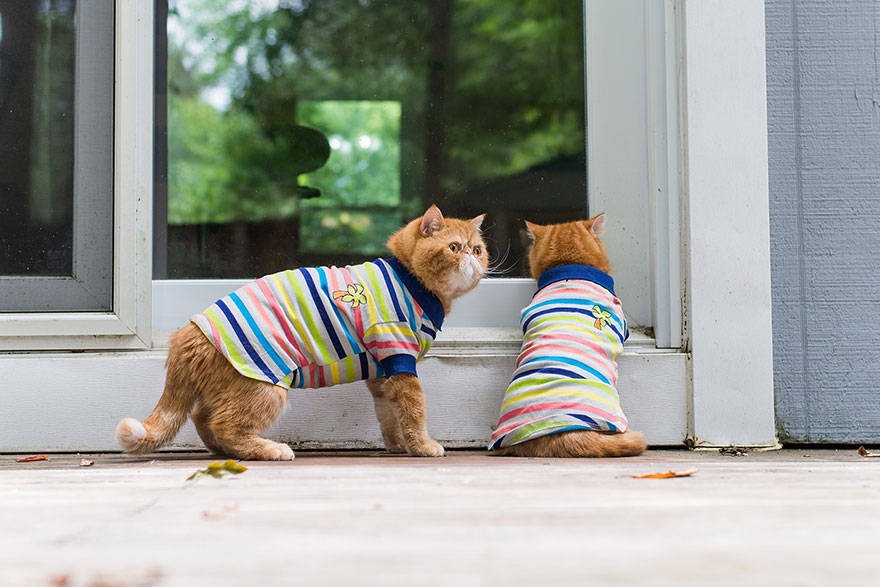 fotos-gatos-celebres-instagram-duenos-eeuu-meow-quarterly (26)