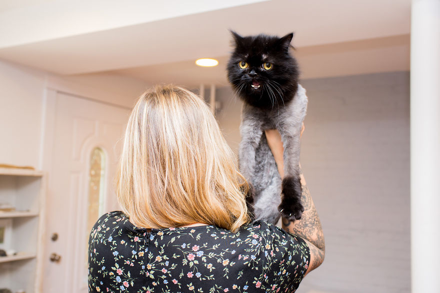 fotos-gatos-celebres-instagram-duenos-eeuu-meow-quarterly (5)