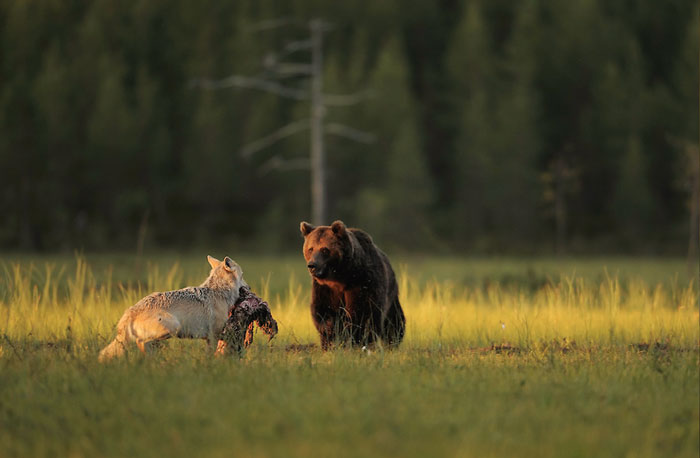 fotos-inusual-amistad-animal-lobo-oso-lassi-rautiainen-finlandia (10)