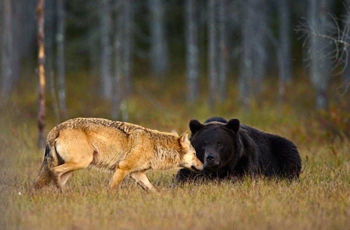 fotos-inusual-amistad-animal-lobo-oso-lassi-rautiainen-finlandia (11)