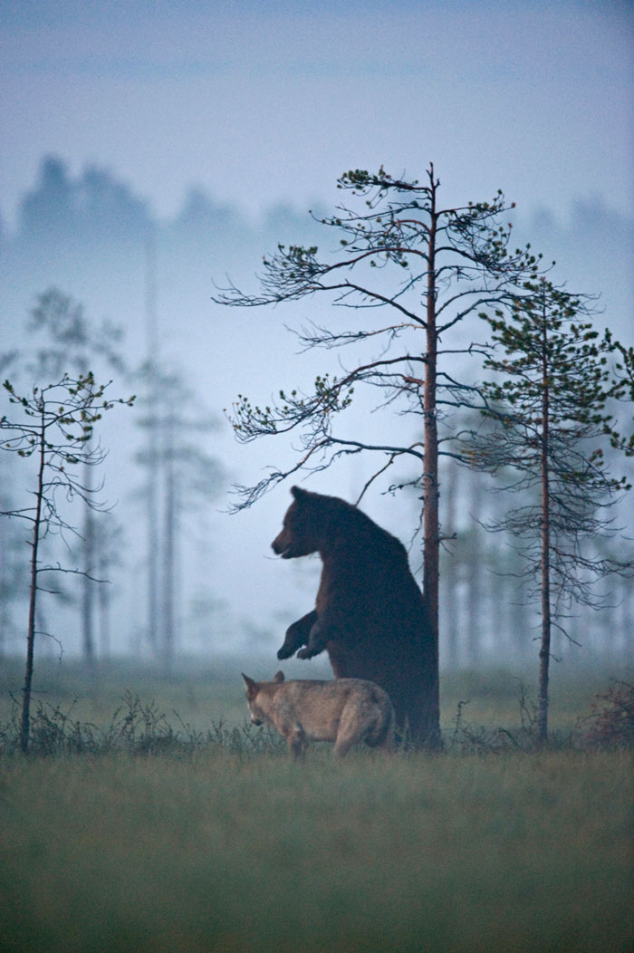 fotos-inusual-amistad-animal-lobo-oso-lassi-rautiainen-finlandia (13)